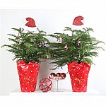  50% off Select Holiday Garden Giftables