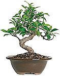 Indoor and Outdoor Live Bonsai Plants from $15.10