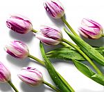 Wholes Foods - Single-Color 20-Stem Bunch of Tulips $10 (Amazon Prime Members)