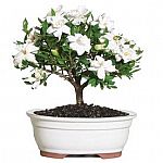  25% Off Select House and Patio Plants