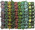 40-Pack 2" Live Succulent Plants Assorted $50