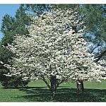  50% off Select Flowering Trees, YMMV