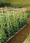 GROW!T HGBB3 3-Ft Long Bamboo Stakes (25-Pk) $7.49