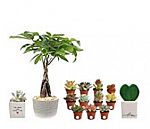 Costa Farms 16-Inch Money Tree w/ Premium Ceramic Planter $25.59 & More