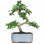Brussel's Bonsai 6-in Chinese Elm in Clay Planter $22.51