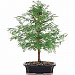 Brussel's Dawn Redwood Bonsai - X Large $25 & More