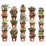 Costa Farms 2 in. Mini Unique Succulents in Round Grower Pot (25-Pack) $29.24