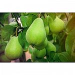 Online Orchards Dwarfs Bare Root Trees: D'Anjour Pear or Fuji Apple $22.88 and more
