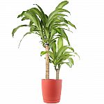 Mass Cane in 8.75 in. Red Decor Pot $24 and more