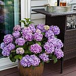 1-Gal Endless Summer Hydrangea Shrub $19.96