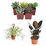 20% off Plants and Succulents