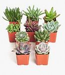 Up to 40% off Succulents Plants