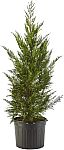 2.25 Gal. Leyland Cypress Evergreen Tree $25.88