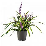 Home Depot: Select Gardening Supplies, Planters, Flowers and Shrubs Sale