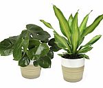 Lowes - up to 40% Off Select House Plants and Succulents