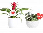 Lowes - up to 40% off select Costa Farms Potted Plants and Succulents