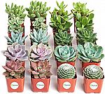 20-pack Succulents (Assorted Collection) $28