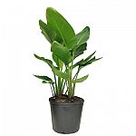 Lowes - up to 40% off select Costa Farms Potted Plants and Succulents