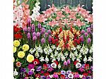 100-Piece Bees & Butterfly Collection Flower Bulbs $20.99