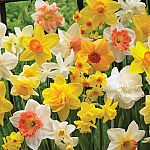 25 Bulbs Van Zyverden Daffodil Kitchen Sink Mixture Set $10.60