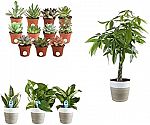 Amazon: Costa Farms Indoor Plants Sale