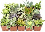 20-Pk Altman Plants Live Succulent Plants $16