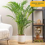 Amazon Prime: 3'-4' Costa Farms Cat Palm Tree Live Indoor Houseplant $29.02 and more