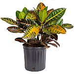30" Tall Costa Farms Live Indoor Multi-Color Croton Petra Houseplant $16