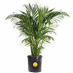 3'-4' Costa Farms Cat Palm Tree Live Indoor Houseplant $24.80 and more