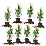 8-Pack 1'-2' Tall PERFECT PLANTS Thuja Green Giant Arborvitae $79.99
