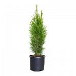 2.5 Gal Emerald Green Arborvitae (Thuja) Live Evergreen Shrub $24.97