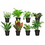 8-Pack Exotic Angel Plants Grower's Choice Indoor Plant Assortment $44 and more