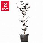 Costco Members: 2-pk Bloodgood Japanese Maple 4-5ft $155