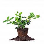 1-Gallon PERFECT PLANTS Nellie Stevens Holly Tree $10.52