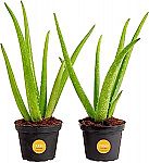 2-Count 12" Costa Farms Aloe Vera Live Succulent Plants $12.82