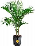 3-4 Ft Costa Farms Majesty Palm Live Plant $27.32