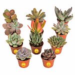 11-Pack 2" Costa Farms Live Mini Succulent Assortment $17.65
