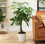 Costa Farms Money Tree Live Plant, 3-4 Feet Tall $37.57