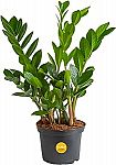 12" Costa Farms ZZ Live Indoor Houseplant $13.94 and more