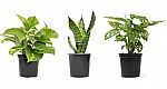 3-Pk Altman Plants 7"-10.5" Live Classic Houseplant Collection $16.02 and more