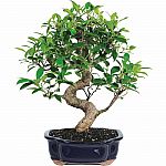 Brussel's Bonsai Ficus Bonsai Live Tree $24