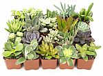 20-Pack Altman Plants Assorted Potted Live Succulent Plants $21.52
