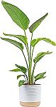 Costa Farms White Bird of Paradise, Live Houseplant 3-4 Feet Tall $28.79