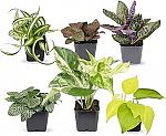 Live Houseplant Collections: 6-Pk Easy to Grow Plants $21.15 and more