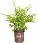 Southern Living Plant Collection SL-53Q Sunshine Ligustrum, 2.5 qt $11