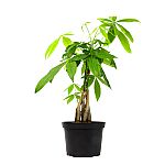 Plants for Pets Money Tree Indoor House Plant (6" Pot) $19.11