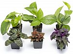 6-Pk Altman Plants Live Indoor Houseplants in 2” nursery pots $18.62