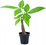 8" Altman Plants Money Tree Live Plant w/ 2.5" Grow Pot $11.86