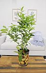1 Gal. Improved Meyer Lemon Tree Live Tropical Tree with White Flower to Yellow Fruit $32.97