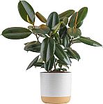 Costa Farm Plants: Burgundy Rubber Plant $25.50 and more